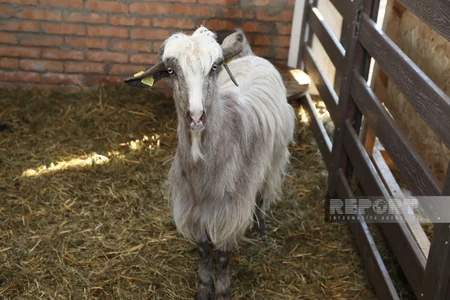 130 kq çəki, günə 6 litrə qədər süd - Laçındakı müasir keçi fermasından - REPORTAJ