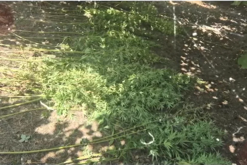 В Габале задержан подозреваемый в культивации конопли