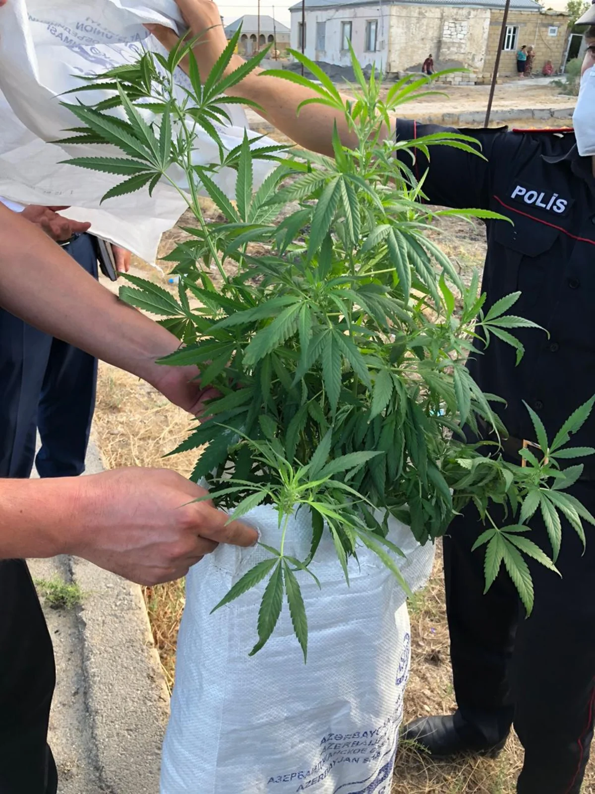 Xızı sakini həyətyanı sahəsində narkotik becərirmiş