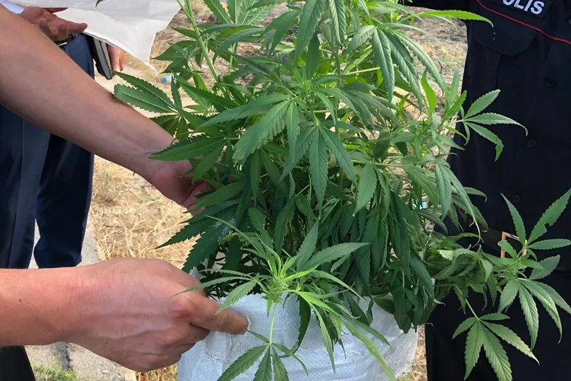 Xızı sakini həyətyanı sahəsində narkotik becərirmiş