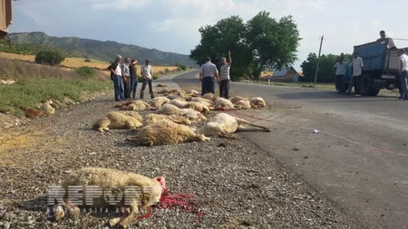 ​İsmayıllıda yük avtomobili 70 baş qoyunu vurub - FOTO