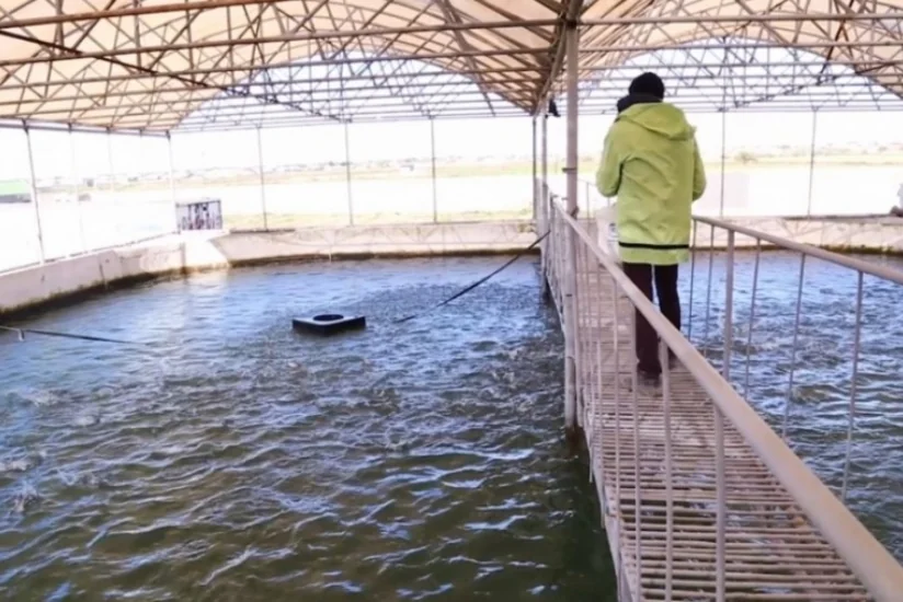 Vətəgə sahələrində balıqların artırılmasına sərf olunan vəsaitin məbləği açıqlandı