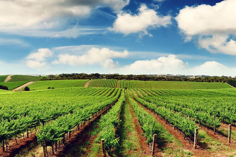 Azərbaycanda aqrar sektor 4%-dən çox böyüyüb