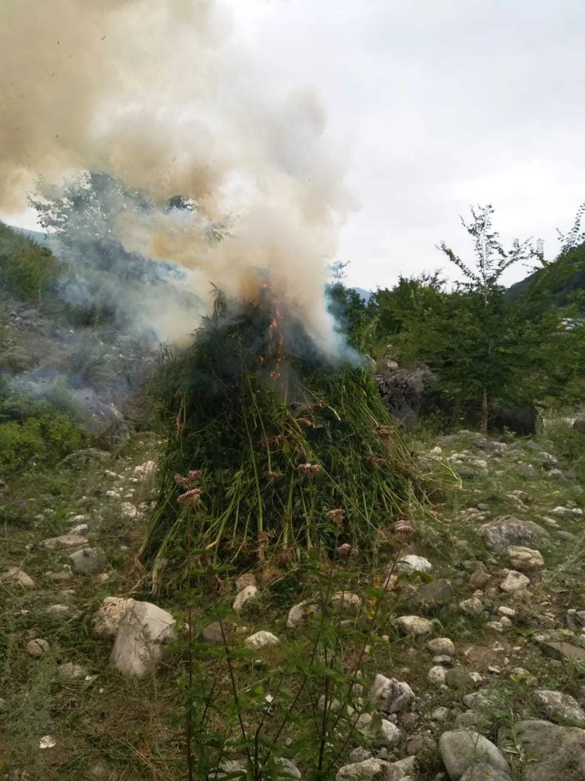 Qusarda bir tona yaxin narkotik tərkibli bitki məhv edilib