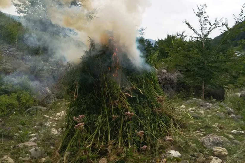 Qusarda bir tona yaxin narkotik tərkibli bitki məhv edilib