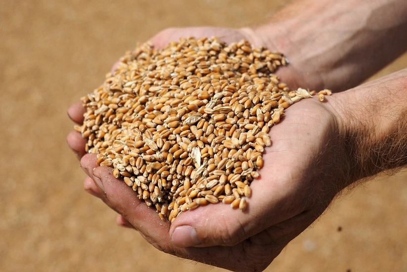 Belarus temporarily bans grain exports