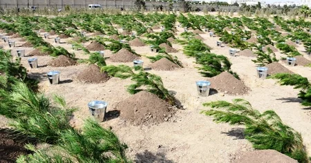 Bakıda Anım Günü ilə əlaqədar ağacəkmə aksiyası keçirilib