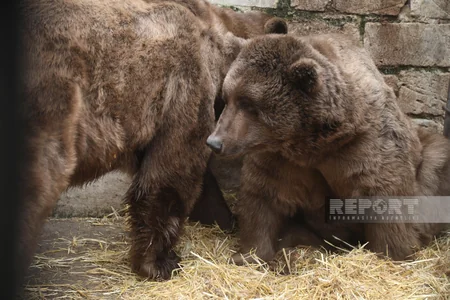 Altıağacda qonur ayılar peyvəndlənib