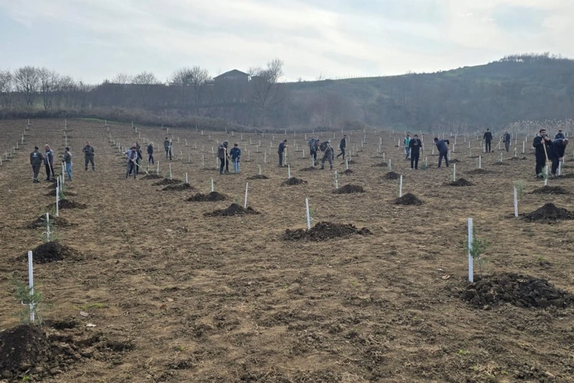Over 21,000 trees planted in Azerbaijan's forests in 1 day