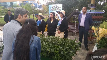 Lənkəranda II Çay, Çəltik və Sitrus Festivalı başlayıb