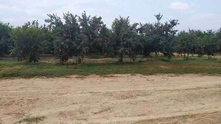 Hacıqabuldakı “Nar vadisi”nə aqrotur təşkil edilib