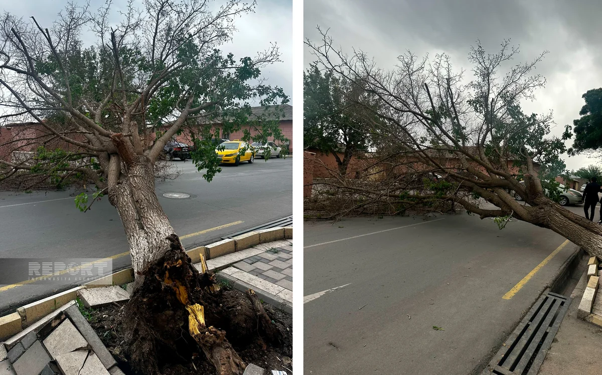 Naxçıvanda külək irigövdəli ağacı yola aşırıb