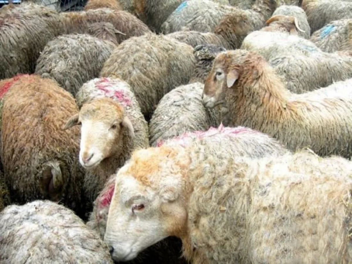 ​Türkiyə Qurban bayramında 90-dan çox ölkəyə qurban əti aparacaq