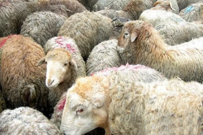 ​Türkiyə Qurban bayramında 90-dan çox ölkəyə qurban əti aparacaq