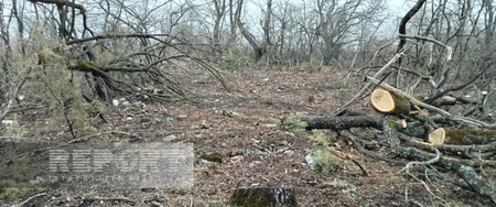 Oğuzda köhnə qəbiristanlıqlarda olan ağaclar kəsilib