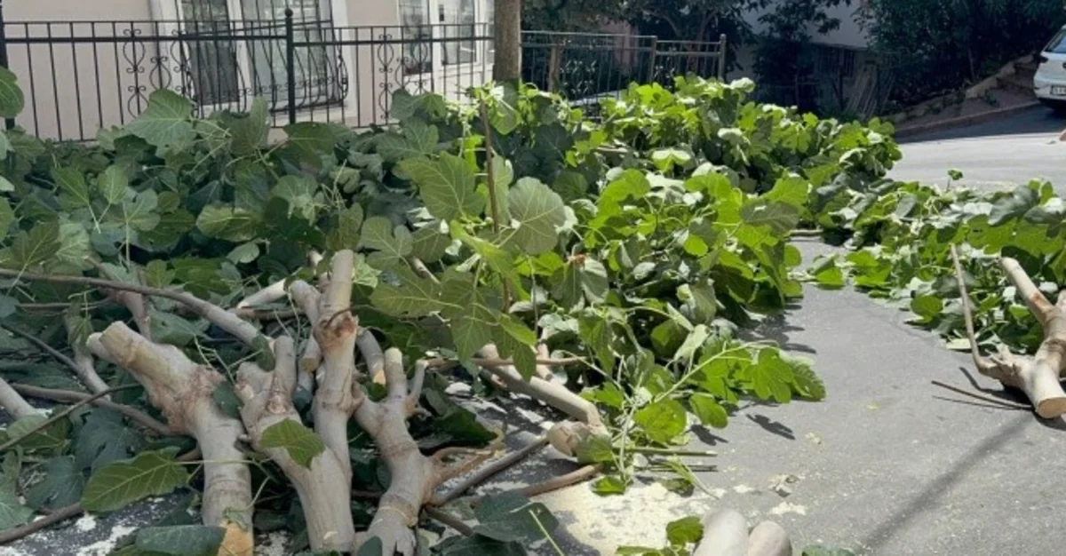 В Турции шторм повалил деревья, два человека пострадали