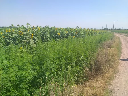 Bərdə və Tərtərdə 5 tondan çox narkotik tərkibli bitkilər aşkarlandı