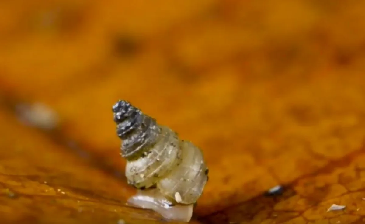 Yeni növ ilbizə ad verildi - VİDEO