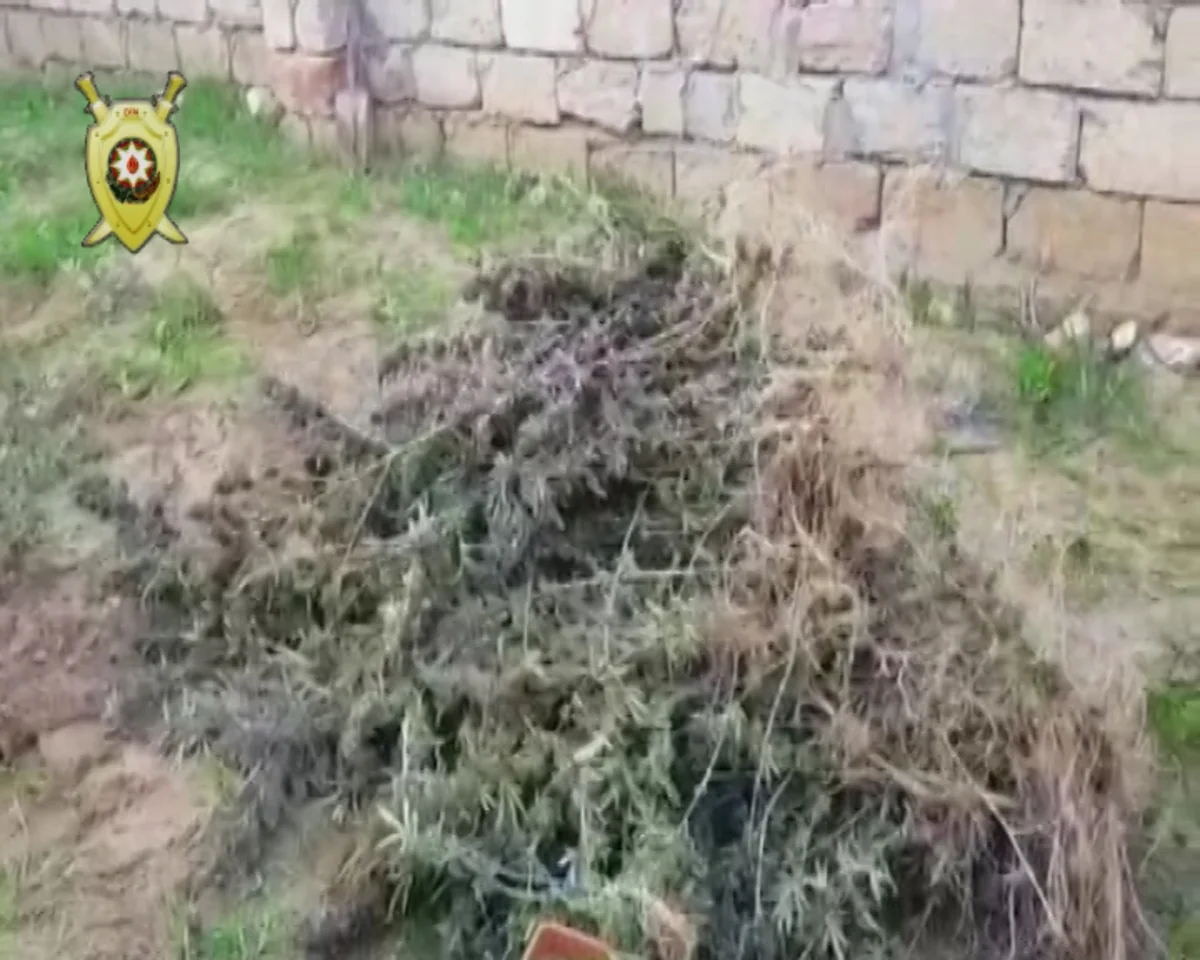 Nardaran sakininin həyətində 18 kiloqrama yaxın narkotik vasitə aşkarlanıb