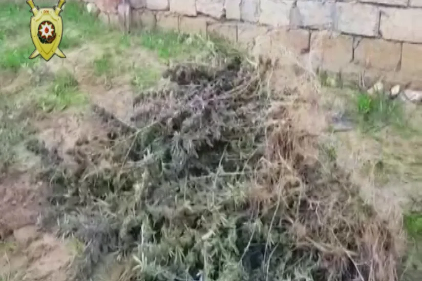 Nardaran sakininin həyətində 18 kiloqrama yaxın narkotik vasitə aşkarlanıb