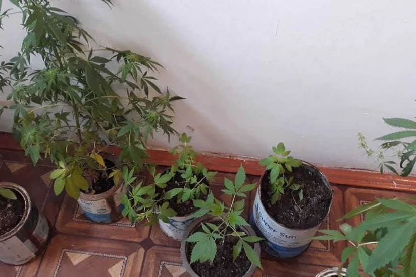 Astarada narkotik tərkibli bitki yetişdirən şəxslər saxlanılıblar