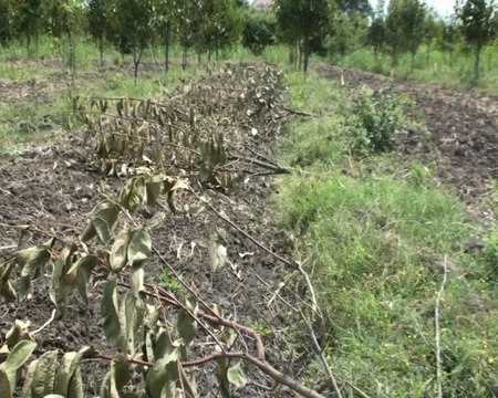 Göyçayda bir gecədə 60-dan çox meyvə ağacı kəsilib