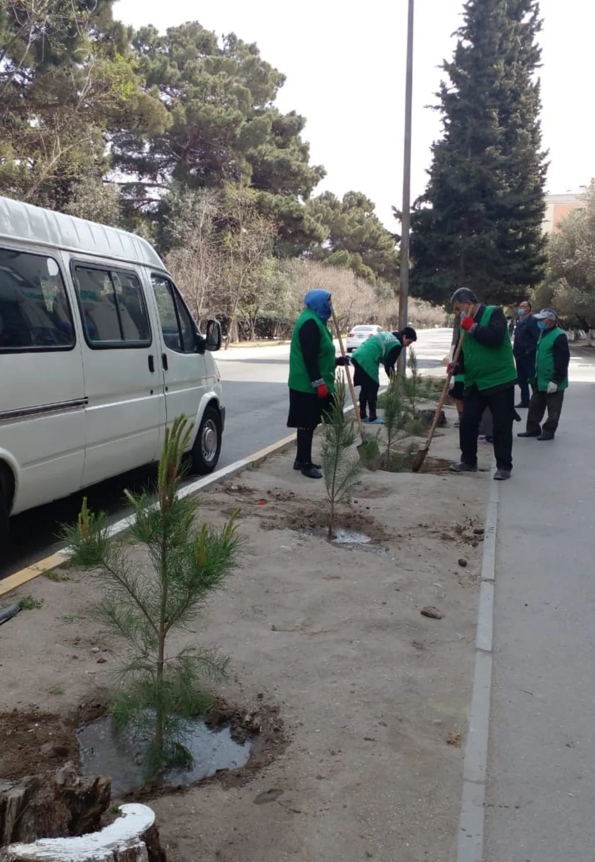 Sumqayıtda aşan ağacların yerinə yeniləri əkilib