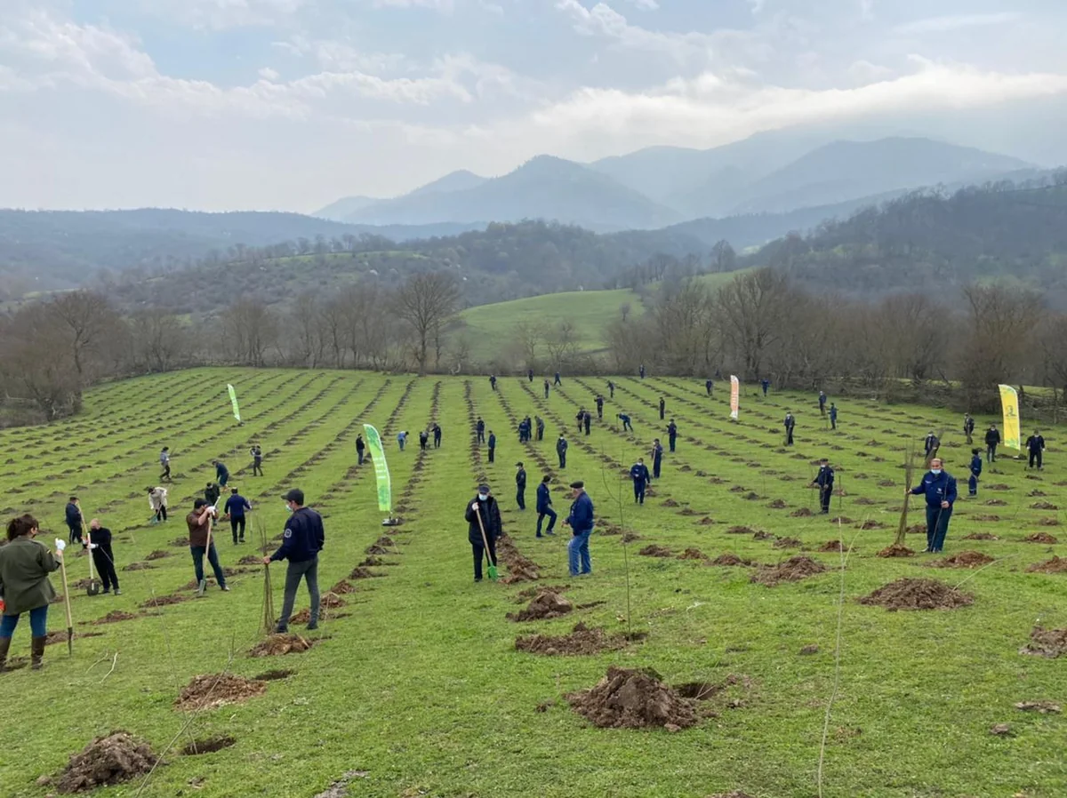 Azerbaijan intends to plant 3 million trees next year