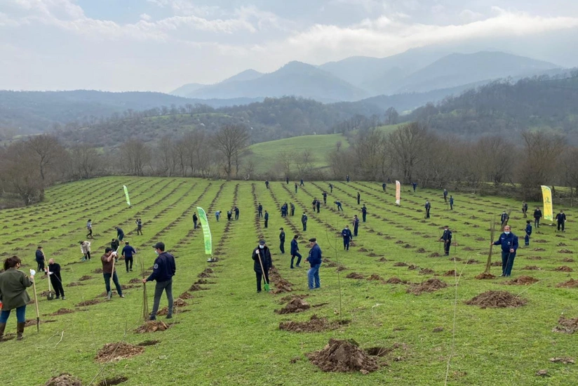 Azerbaijan intends to plant 3 million trees next year