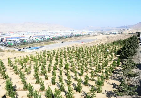 Bakıda növbəti ekoloji aksiya keçirilib, 400 şam ağacı əkilib