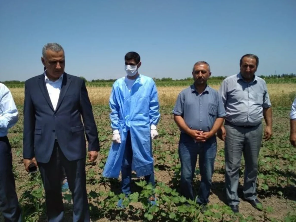 Dövlət Fitosanitar Nəzarəti Xidmətinin rəhbəri Tərtərin zəhərlənmə baş vermiş pambıq sahəsində olub
