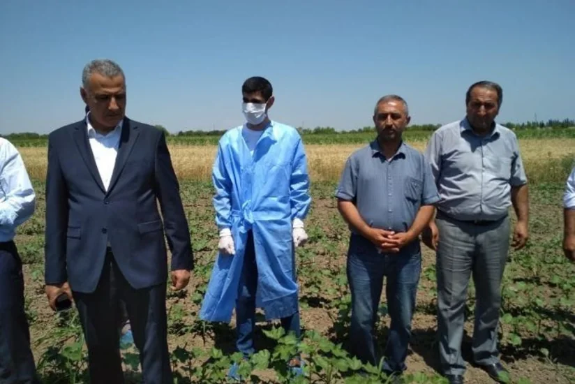 Dövlət Fitosanitar Nəzarəti Xidmətinin rəhbəri Tərtərin zəhərlənmə baş vermiş pambıq sahəsində olub