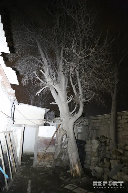 Ağac hər an evin üzərinə düşə bilər - VİDEOREPORTAJ