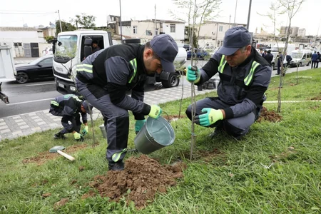 Bakıda quraqlığa davamlı və yerli iqlimə uyğun ağaclar əkilir