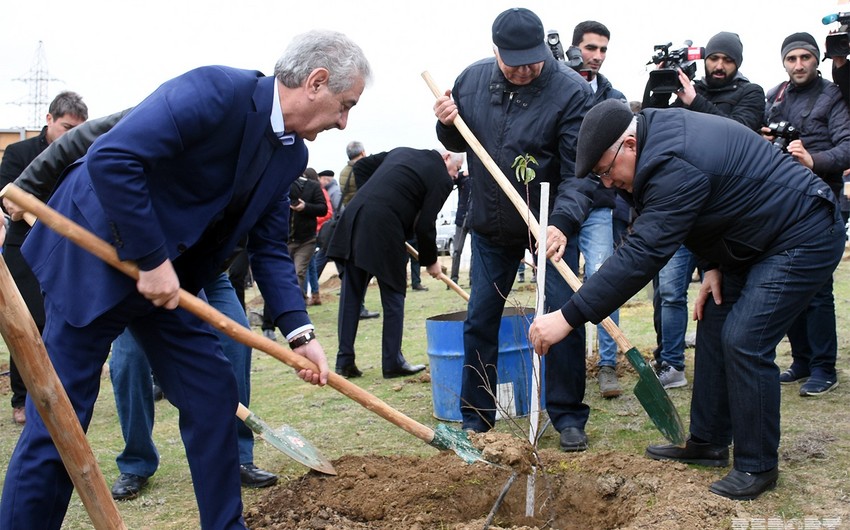 Deputy Prime Minister: Trees planted today to improve ecological condition of Azerbaijan