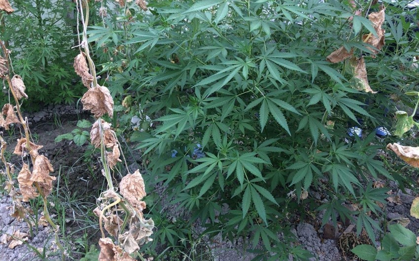 Sabirabad sakininin həyətindən 13 çətənə kolu aşkarlanıb