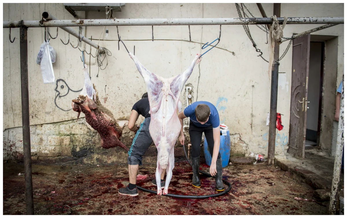 Qurban bayramı ilə əlaqədar kəsim məntəqələrinin ünvanları açıqlanacaq