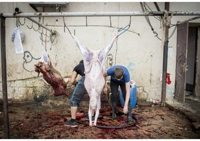 Qurban bayramı ilə əlaqədar kəsim məntəqələrinin ünvanları açıqlanacaq