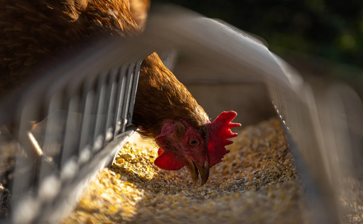 ABŞ-də H5N1 quş qripindən ilk ölüm qeydə alınıb