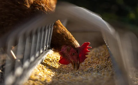 Yaponiyada quş qripi səbəbindən 560 min toyuq məhv ediləcək