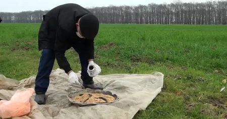 Masallıda gəmiricilər taxıl sahələrini basıb