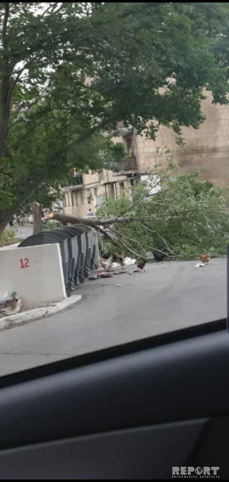Güclü külək Bakının 6 rayonunda ağacları qırıb - FOTO
