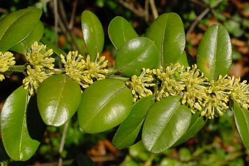 FAO Azərbaycana müraciət edib