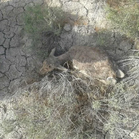 Azərbaycanda ceyranların sayı 7 minə çatıb