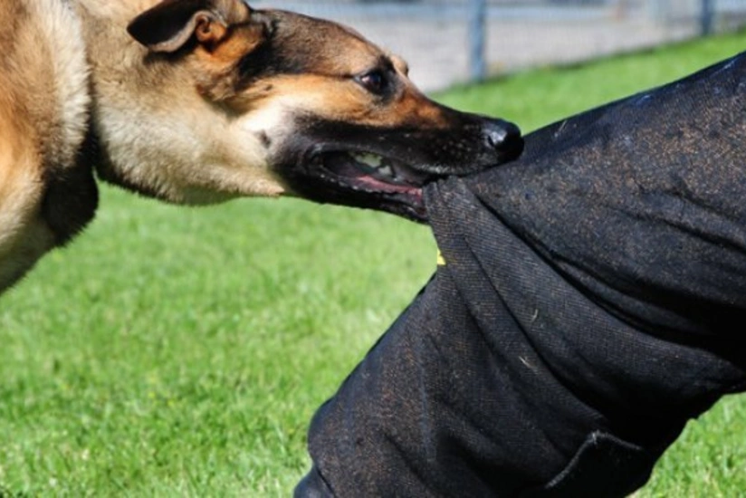 Abşeronda yeniyetmə qızı it dişləyib