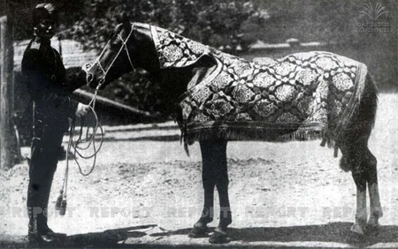 Qarabağ atları və Gürcüstan - ARAŞDIRMA - VİDEO