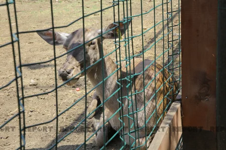 Tbilisi zooparkının sevimli və nəcib sakinləri - Azərbaycanın hədiyyəsi - VİDEOREPORTAJ