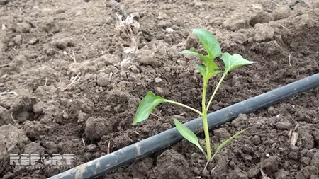 Saatlıda yeni texnologiya ilə pomidor əkilir - VİDEOREPORTAJ