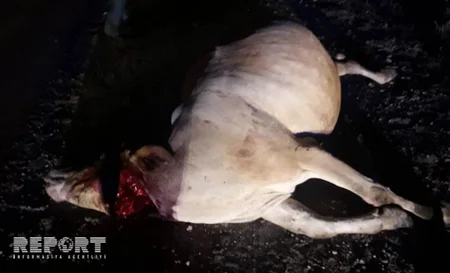 Ağstafada maşın iribuynuzlu heyvanı vuraraq öldürüb - FOTO