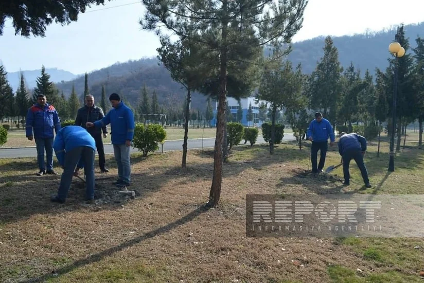 Balakəndə “Heydər Əliyev İli” çərçivəsində ağacəkmə aksiyası keçirilib
